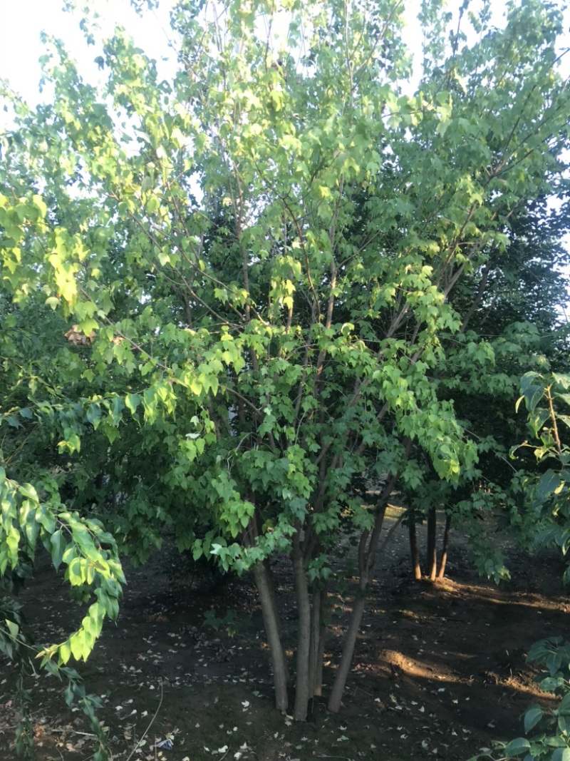 丛生白蜡8米左右高，大量出圃，精品大冠，简单大气