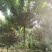 栾树，北栾