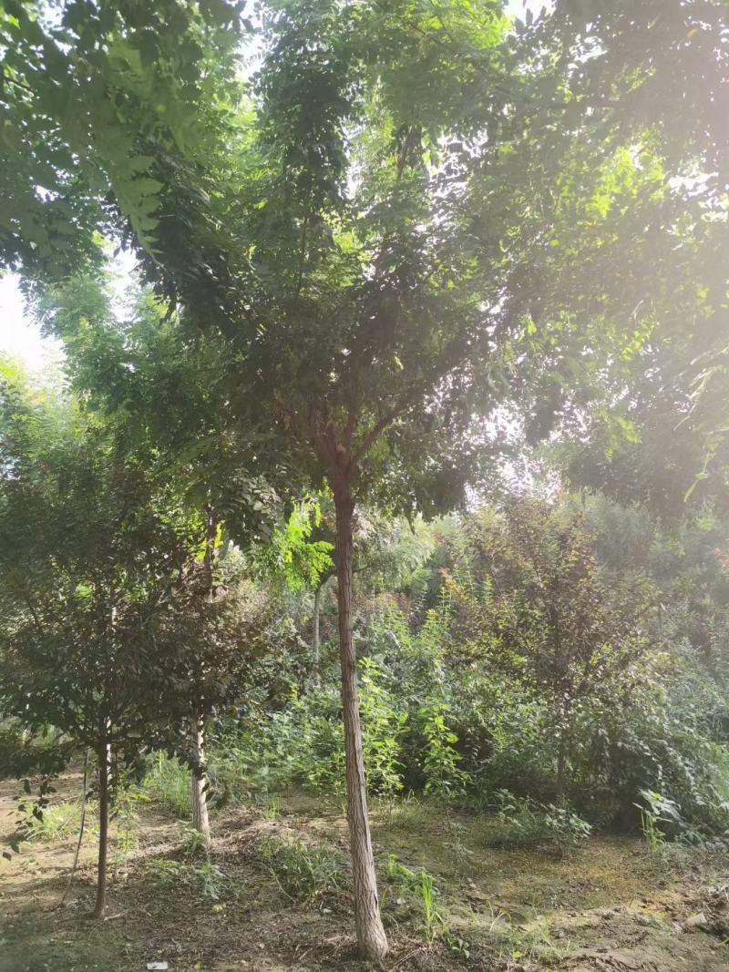 栾树，北栾