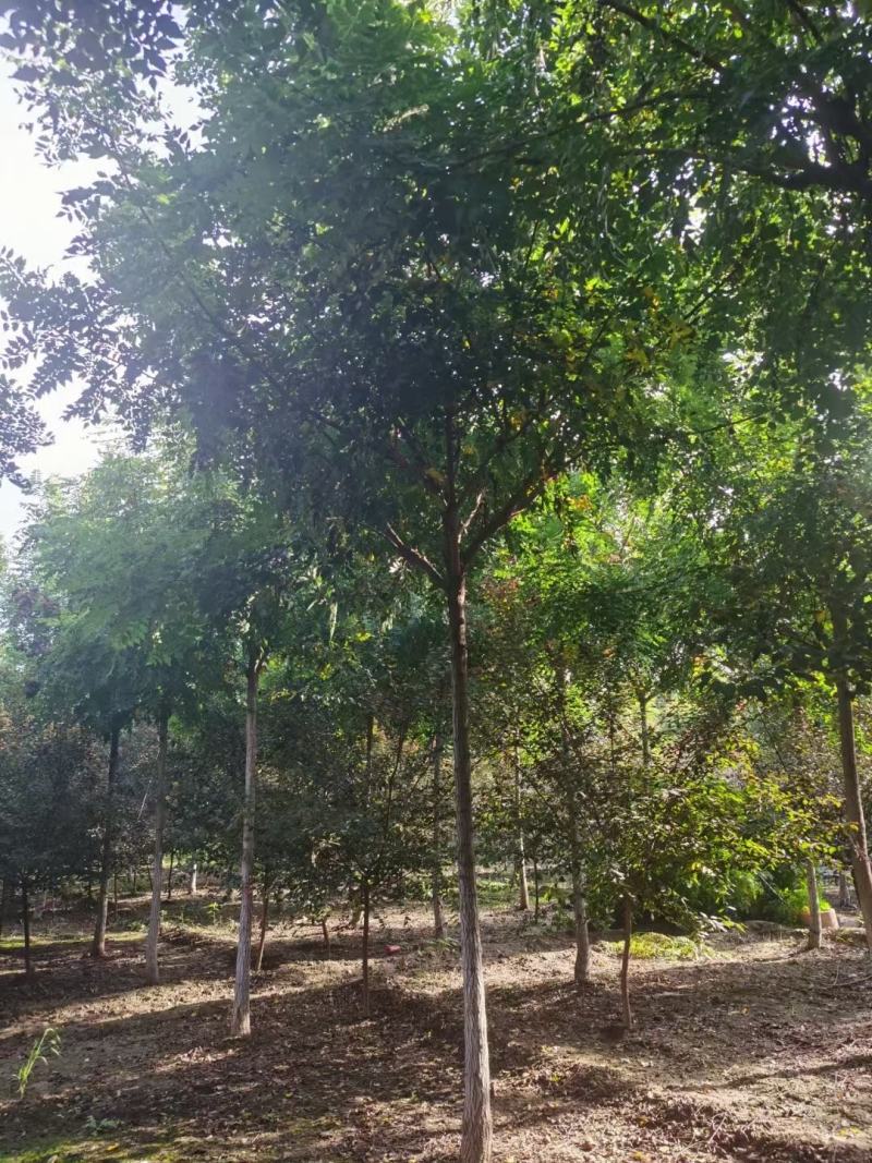栾树，北栾