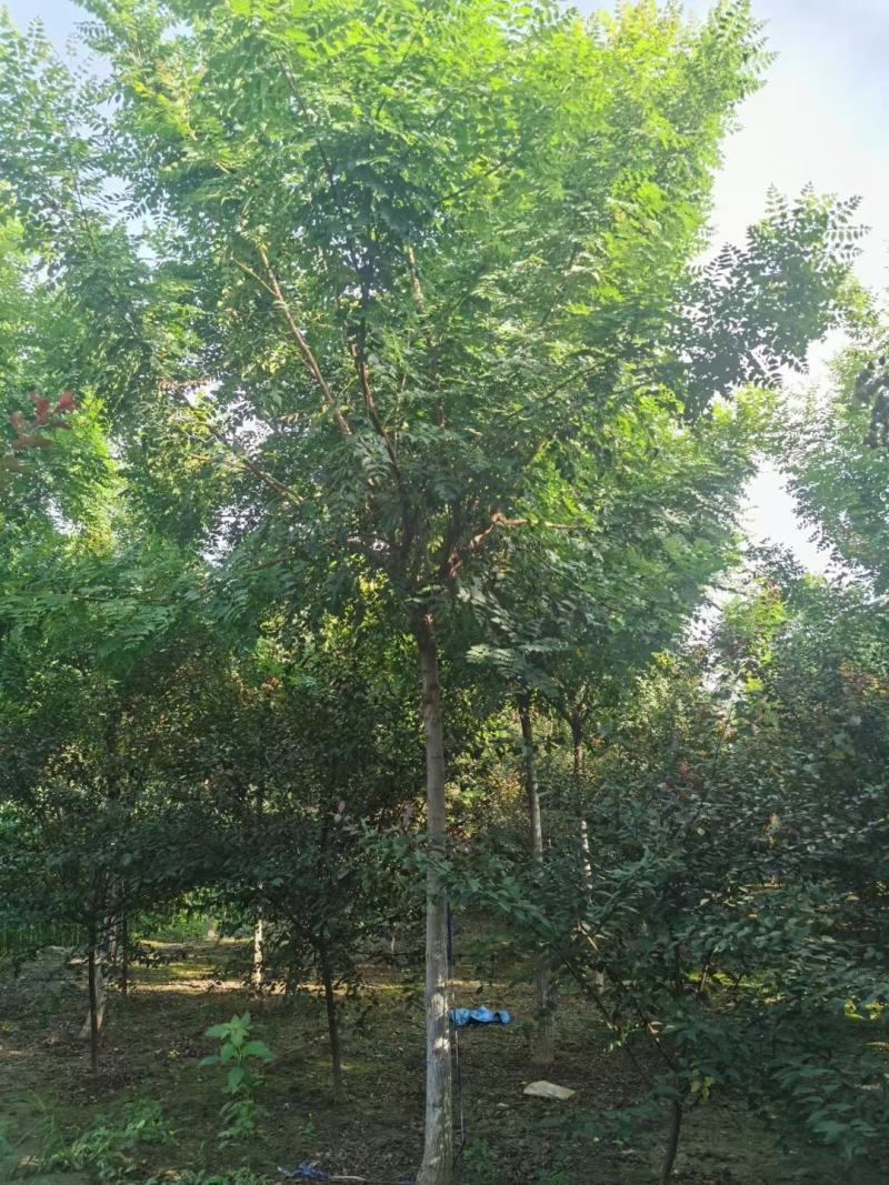 栾树，北栾