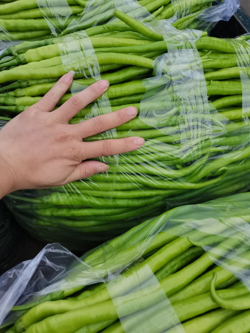 线椒黄线椒黑线椒大量上市视频看货质量保障欢迎联系