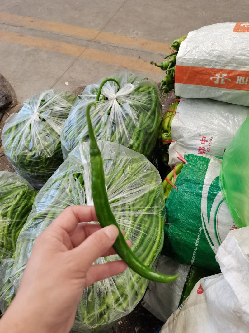线椒黄线椒黑线椒大量上市视频看货质量保障欢迎联系