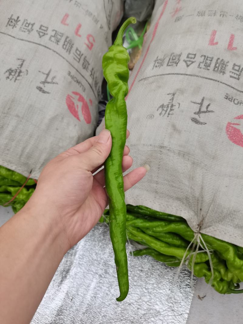 线椒黄线椒黑线椒大量上市视频看货质量保障欢迎联系