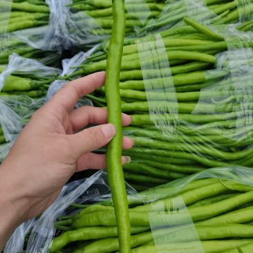 线椒黄线椒黑线椒大量上市视频看货质量保障欢迎联系