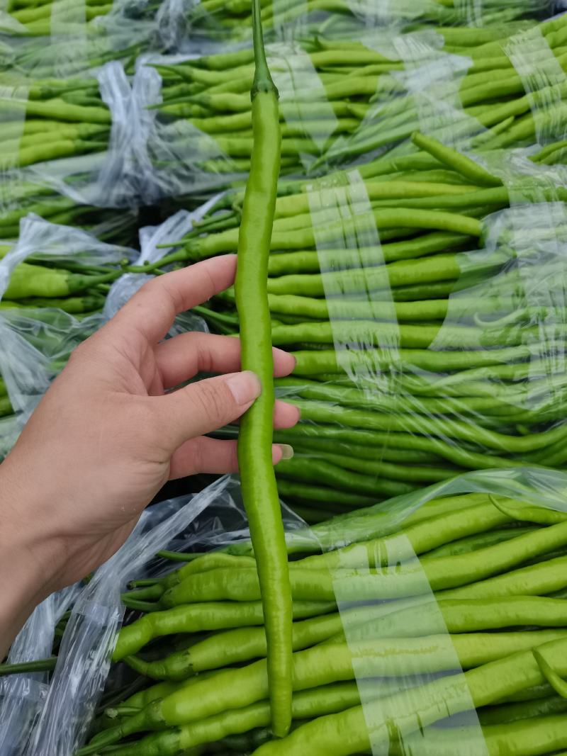 线椒黄线椒黑线椒大量上市视频看货质量保障欢迎联系