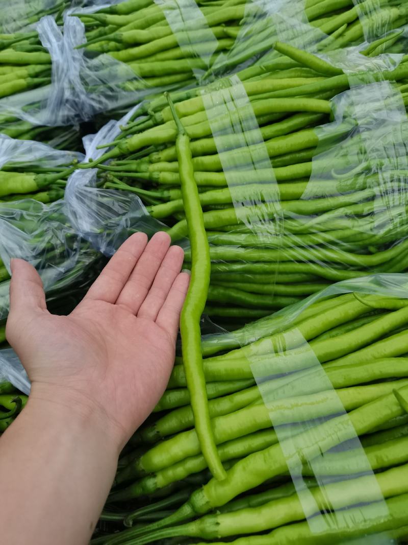 线椒黄线椒黑线椒大量上市视频看货质量保障欢迎联系