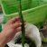 线椒黄线椒黑线椒大量上市视频看货质量保障欢迎联系