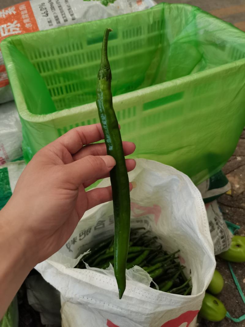 线椒黄线椒黑线椒大量上市视频看货质量保障欢迎联系