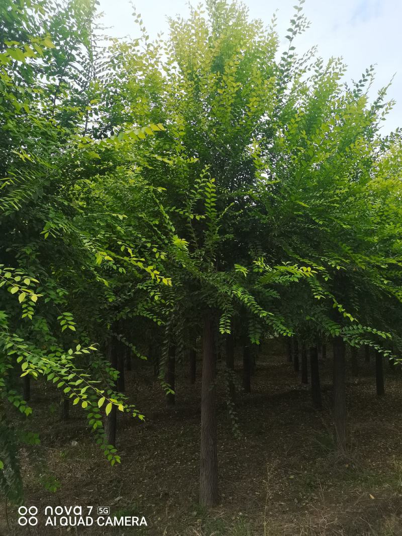 金叶榆