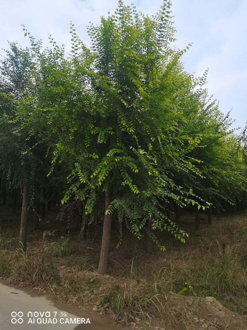 金叶榆