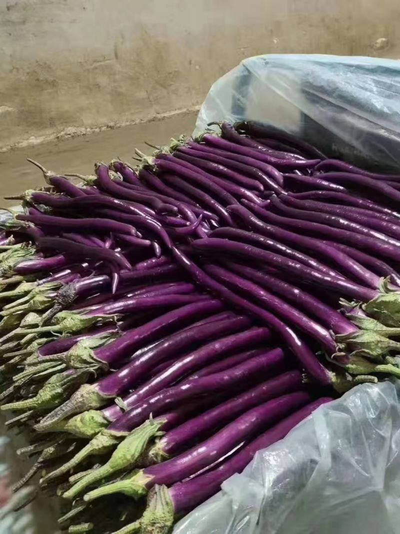 山东省兰陵县，精品红线茄大量上市，色泽鲜艳，个头均匀