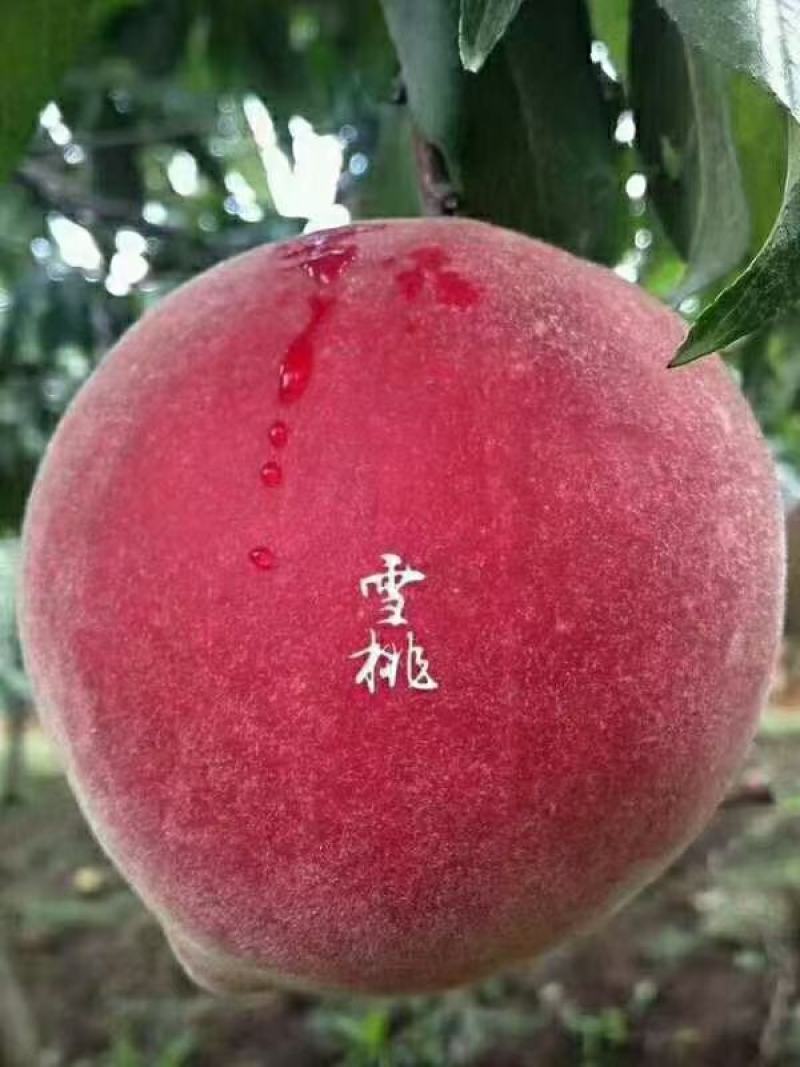 丽江玉龙雪山下的雪挑，口感甜脆，中秋，国庆送礼的必选礼品