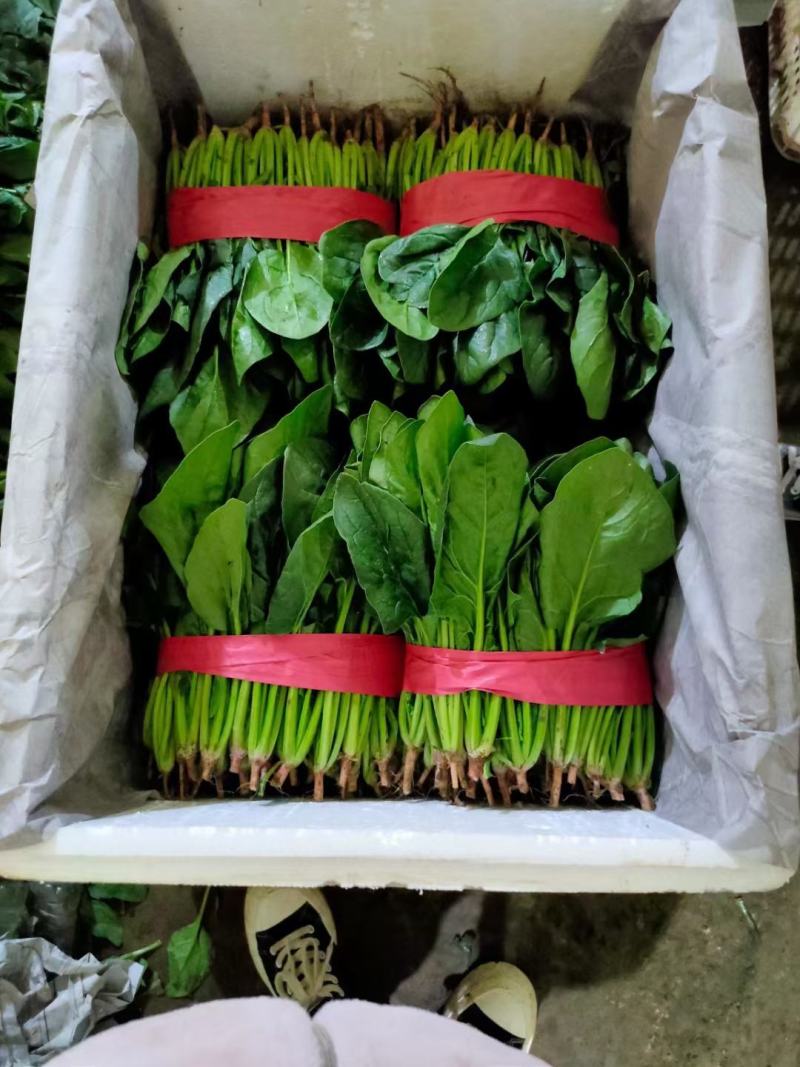 精品菠菜产地直发，百万亩基地各种绿叶蔬菜