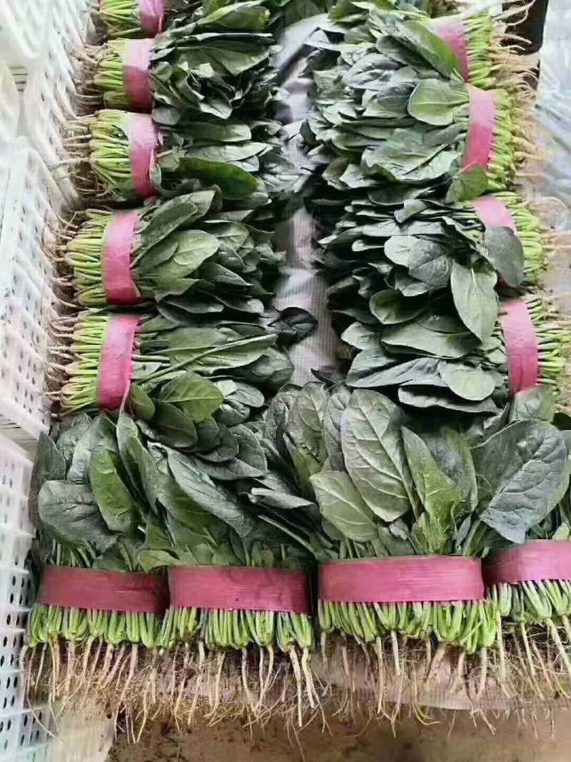 精品菠菜产地直发，百万亩基地各种绿叶蔬菜