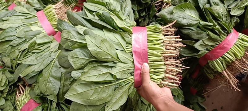 精品菠菜产地直发，百万亩基地各种绿叶蔬菜