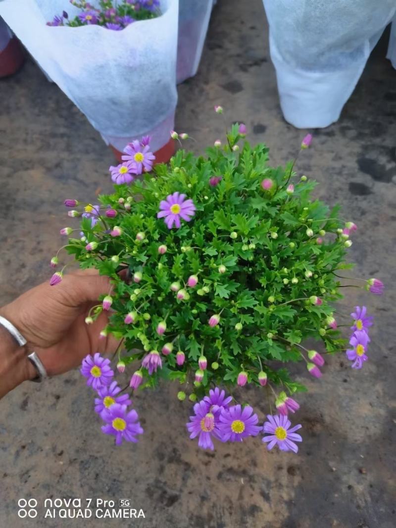 姬小菊精选带花苞状态好实物实拍图发货参考标准如图