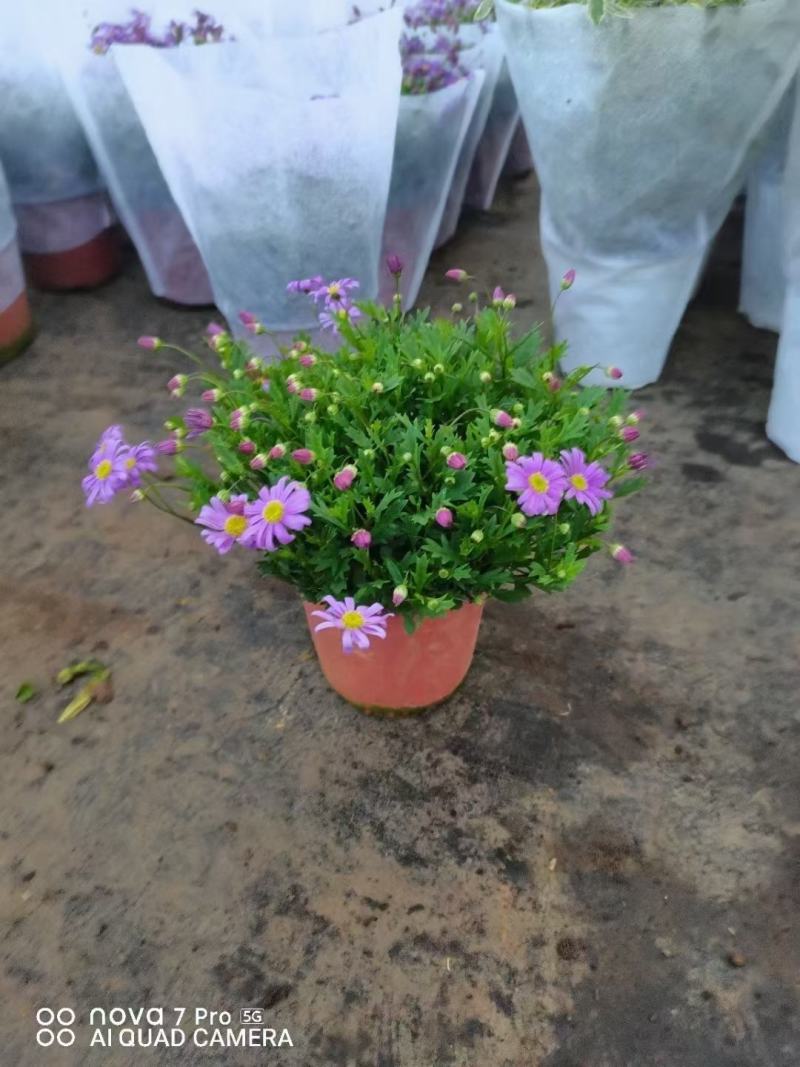 姬小菊精选带花苞状态好实物实拍图发货参考标准如图