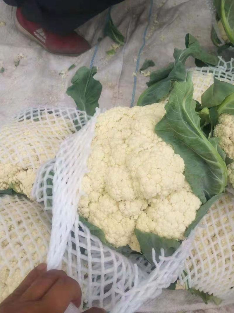 河南开封精品有机花菜，大量上市。货源充足。