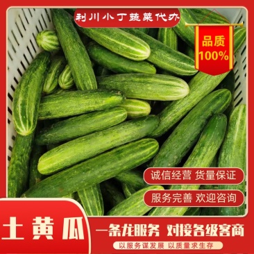 【精品】产地直供土黄瓜，又名旱黄瓜专业代办欢迎咨询