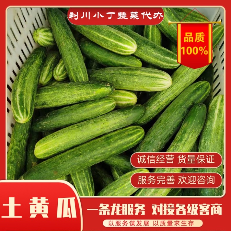 【精品】产地直供土黄瓜，又名旱黄瓜专业代办欢迎咨询