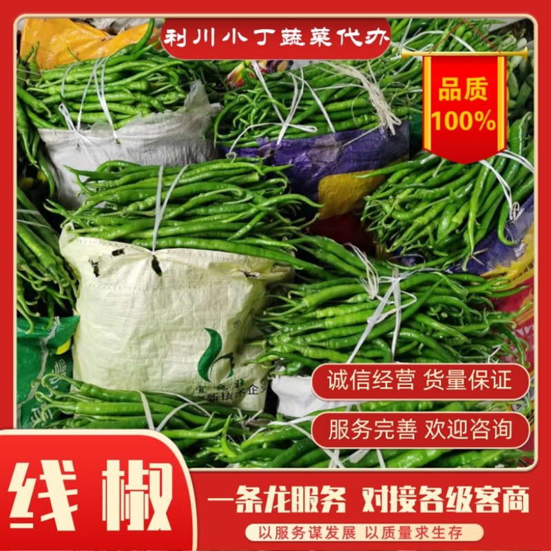 【力荐】湖北产地直供新鲜线椒二荆条品质保证专业代办