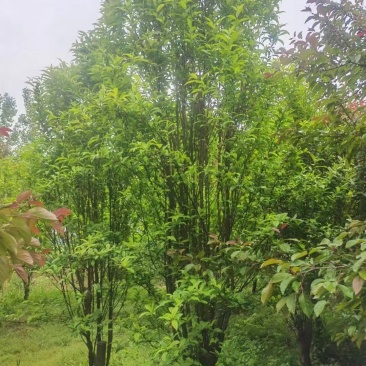 四川成都温江区苗圃基地龙珠碧桃，欢迎选购，质量保证