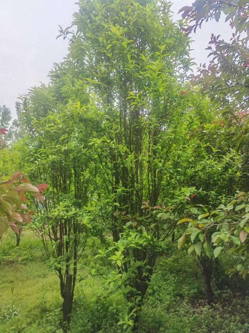 四川成都温江区苗圃基地龙珠碧桃，欢迎选购，质量保证