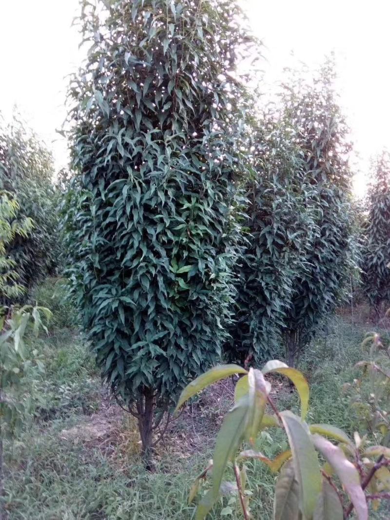 四川成都温江区苗圃基地龙珠碧桃，欢迎选购，质量保证