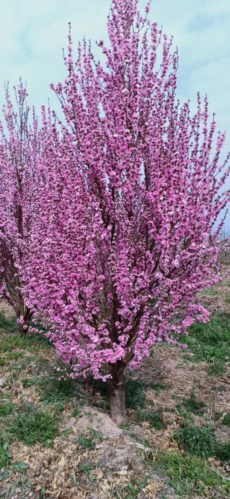 四川成都温江区苗圃基地龙珠碧桃，欢迎选购，质量保证