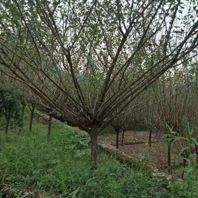 四川成都温江区苗圃低分枝红梅，高分枝红梅规格齐全，基地货