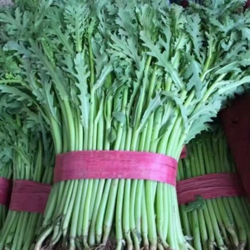 精品茼蒿，产地直发，百万亩基地各种蔬菜代发