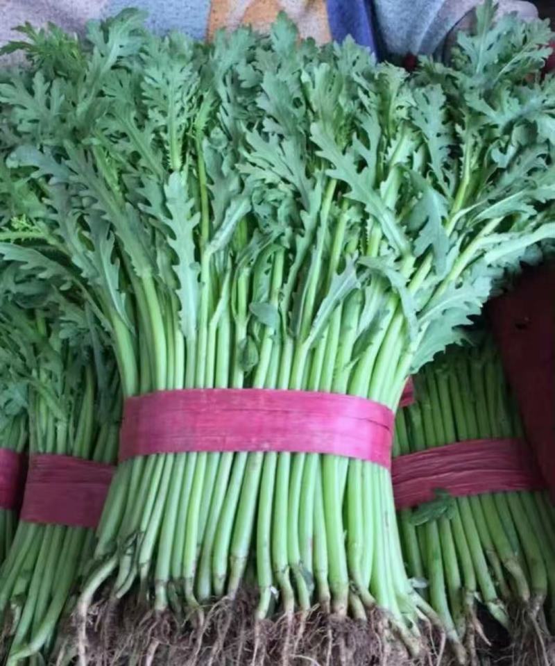 精品茼蒿，产地直发，百万亩基地各种蔬菜代发