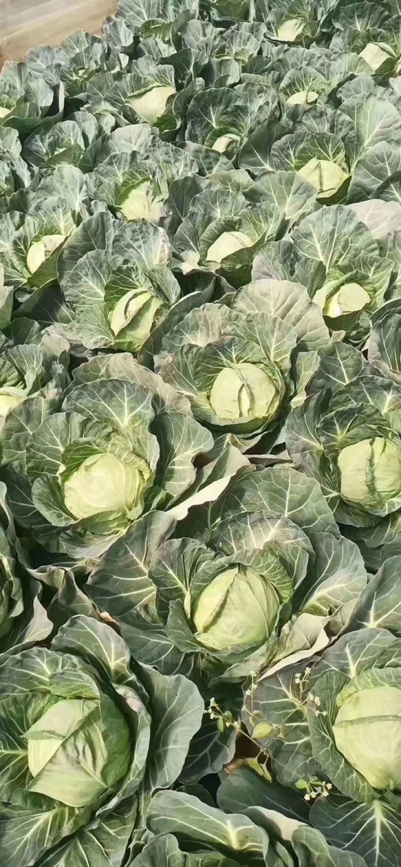 精品甘蓝，诚信代办，产地直发，物美价廉。