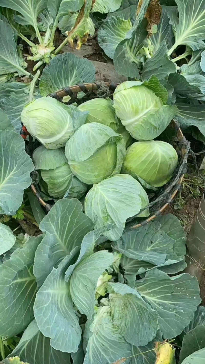 精品甘蓝，诚信代办，产地直发，物美价廉。