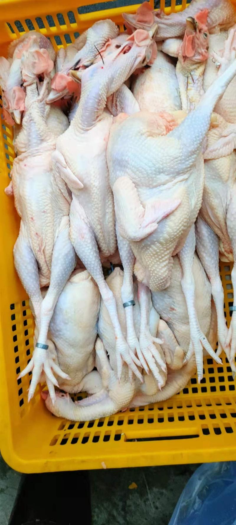 清远鸡白条鸡厂家直供，现宰先发品质保证可实地考察
