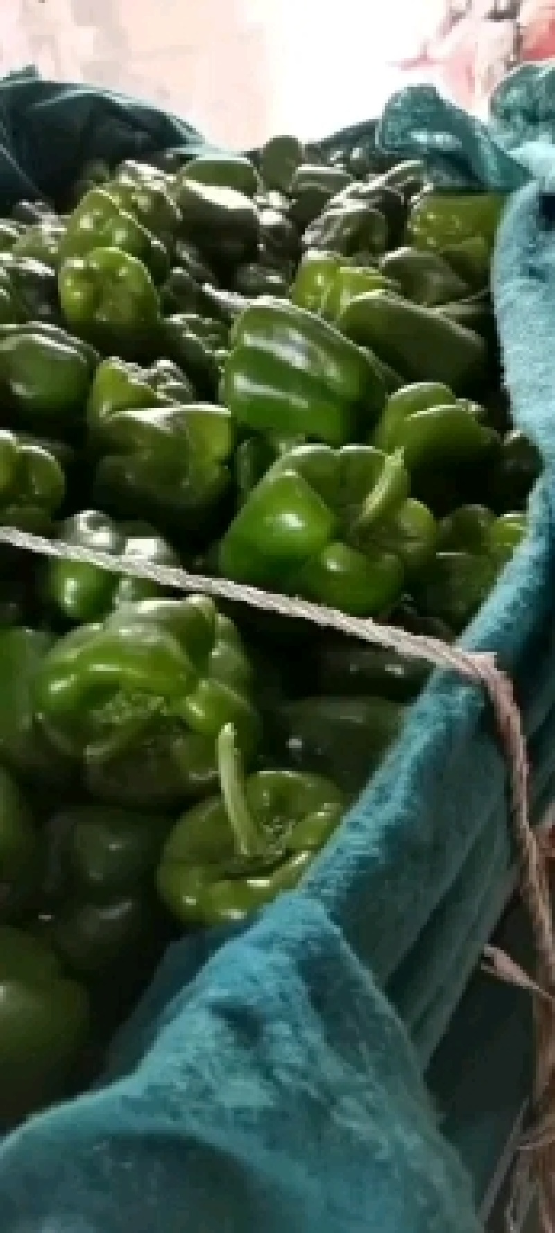 【鲜辣椒】圆椒大量上市产地直发一手货源量大价优欢迎致电