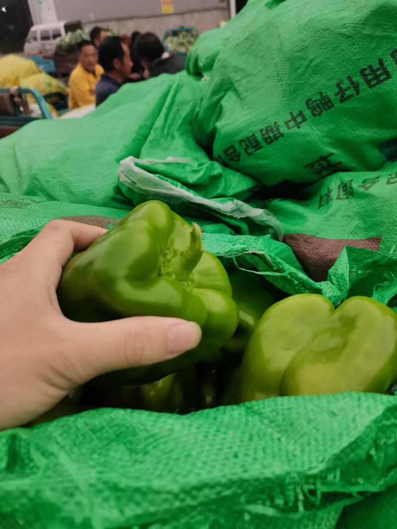 【鲜辣椒】圆椒大量上市产地直发一手货源量大价优欢迎致电