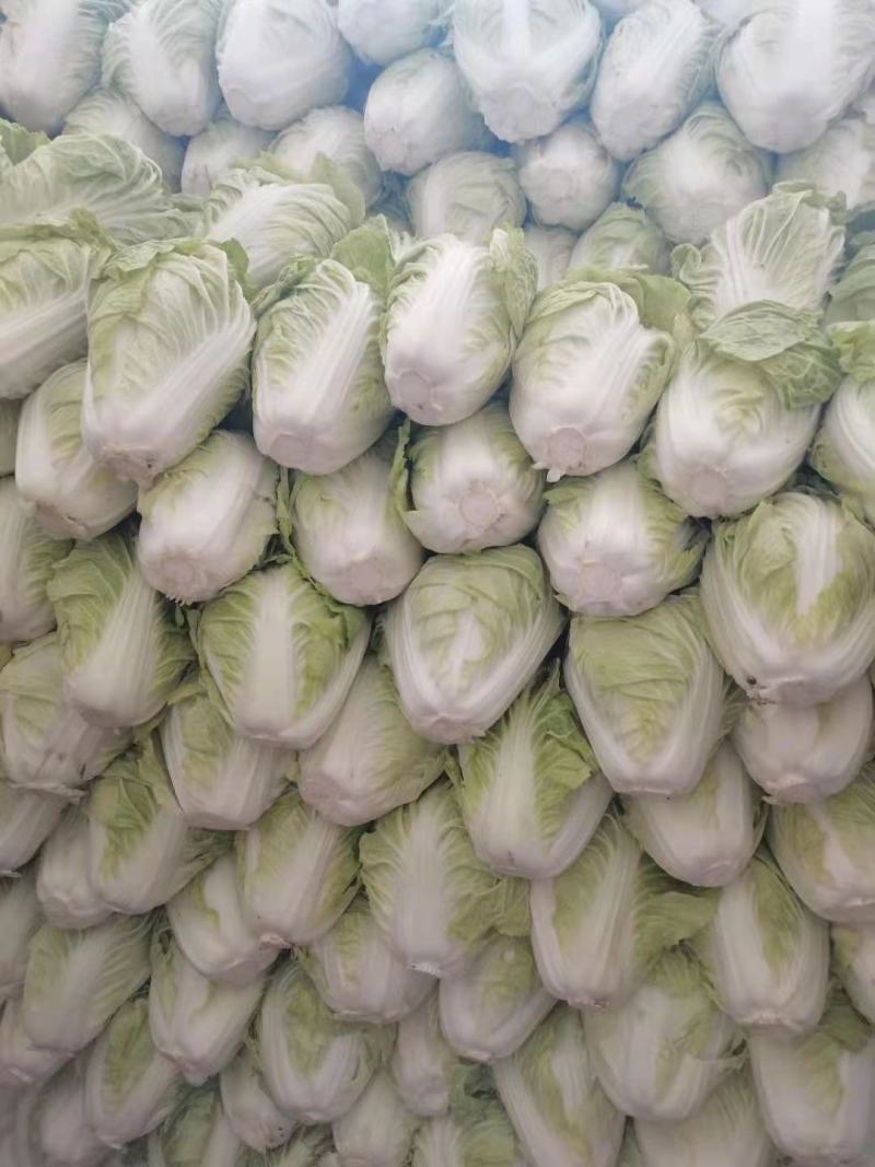 河南开封精品夏阳白菜。大量上市。货源充足。走车快
