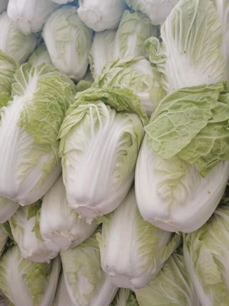 河南开封精品夏阳白菜。大量上市。货源充足。走车快