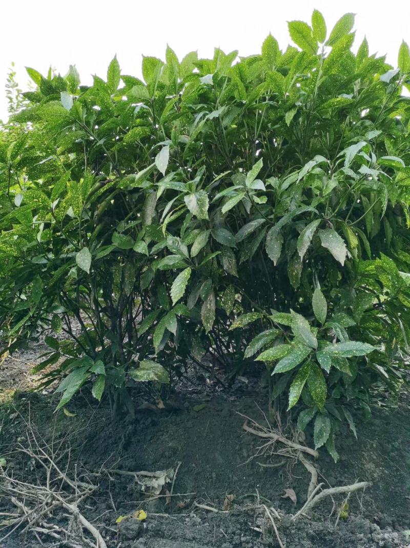 四川成都温江基地洒金珊瑚笼子，工程货，欢迎选购