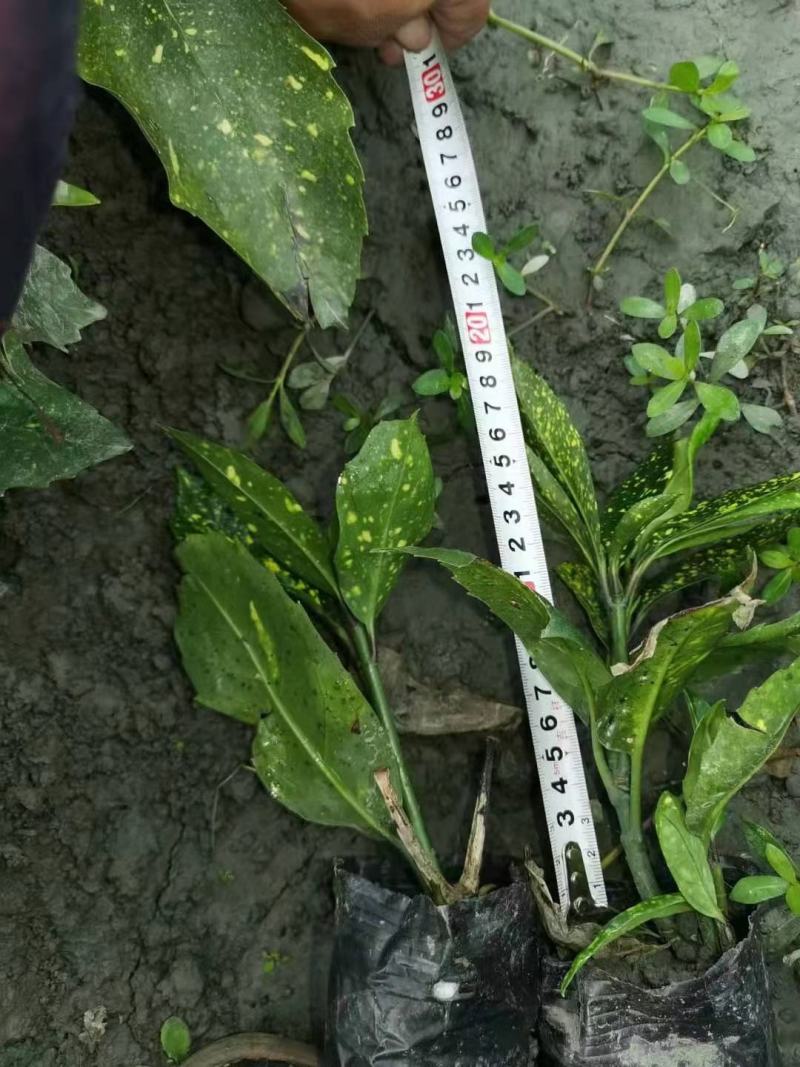 四川成都温江基地洒金珊瑚笼子，工程货，欢迎选购
