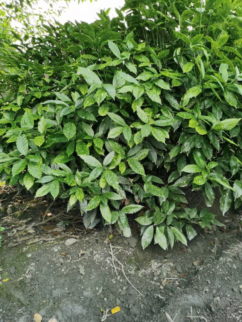 四川成都温江基地洒金珊瑚笼子，工程货，欢迎选购