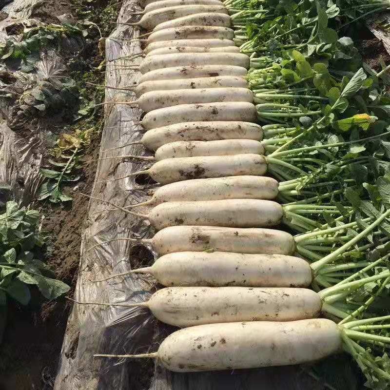 精品萝卜，诚信代办，产地直发，物美价廉。