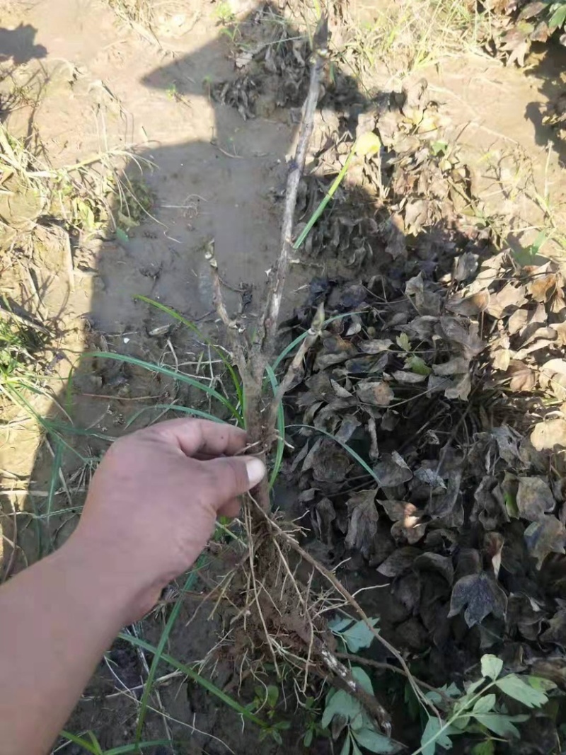 观赏牡丹，观赏牡丹二年嫁接苗，保证品种