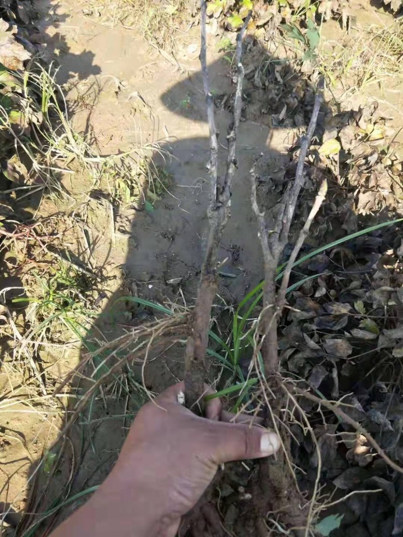 观赏牡丹，观赏牡丹二年嫁接苗，保证品种
