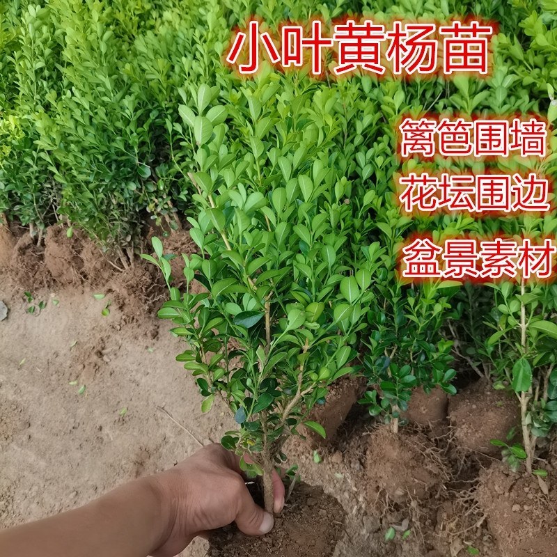 瓜子黄杨，小叶黄杨，别墅庭院耐寒绿化苗木苗圃种植小叶黄杨