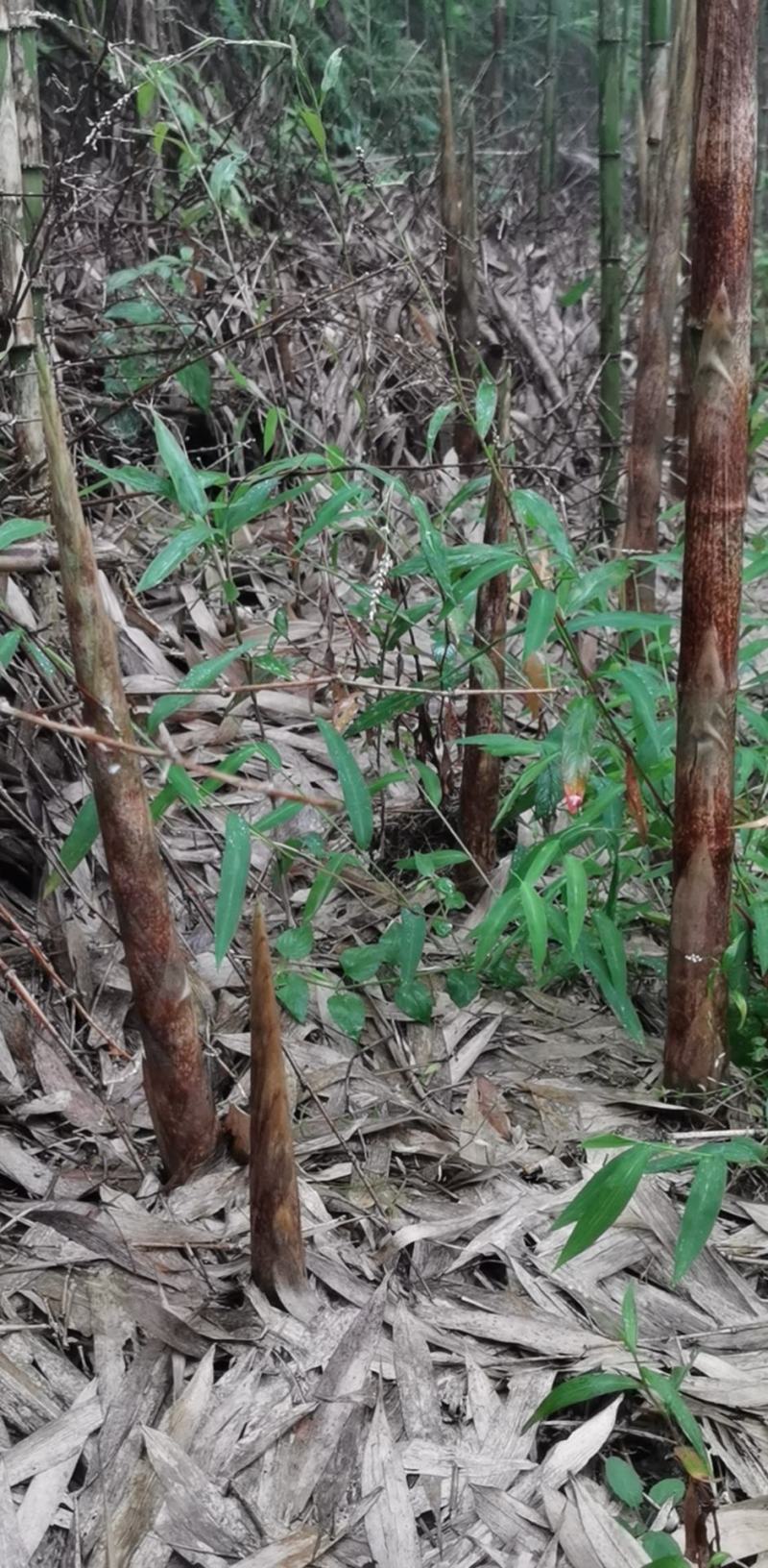 鲜笋