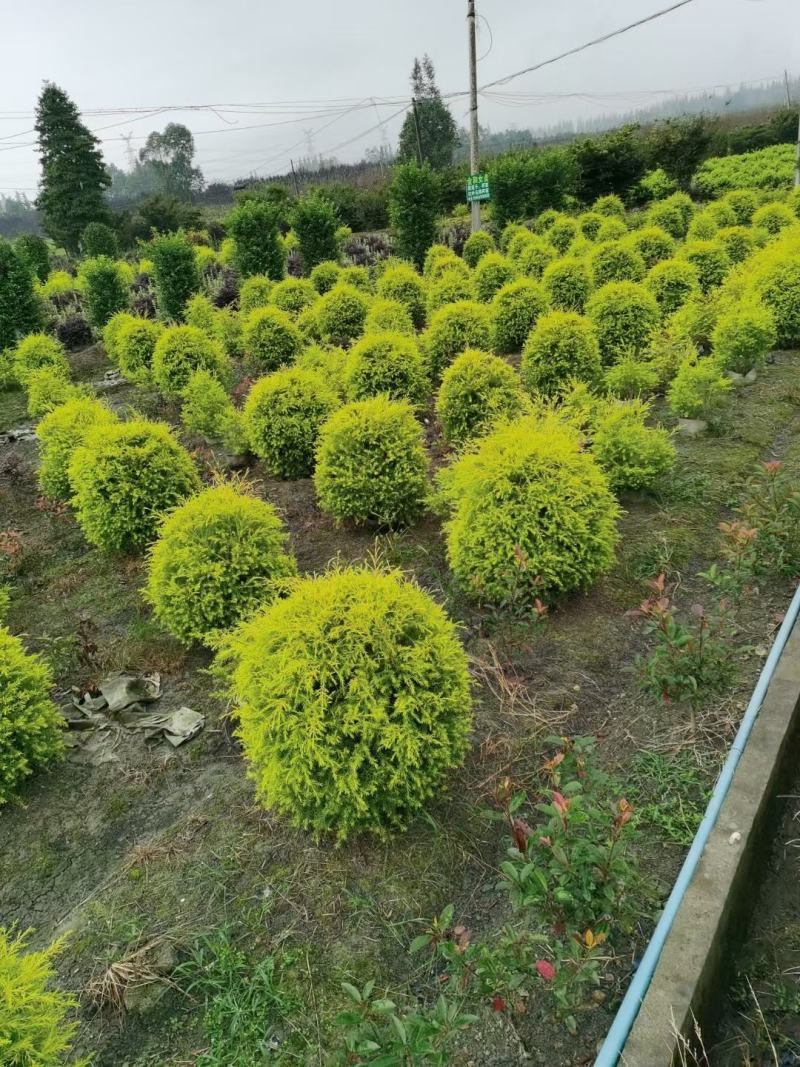四川成都温江基地直销千层金，规格齐全，基地直供