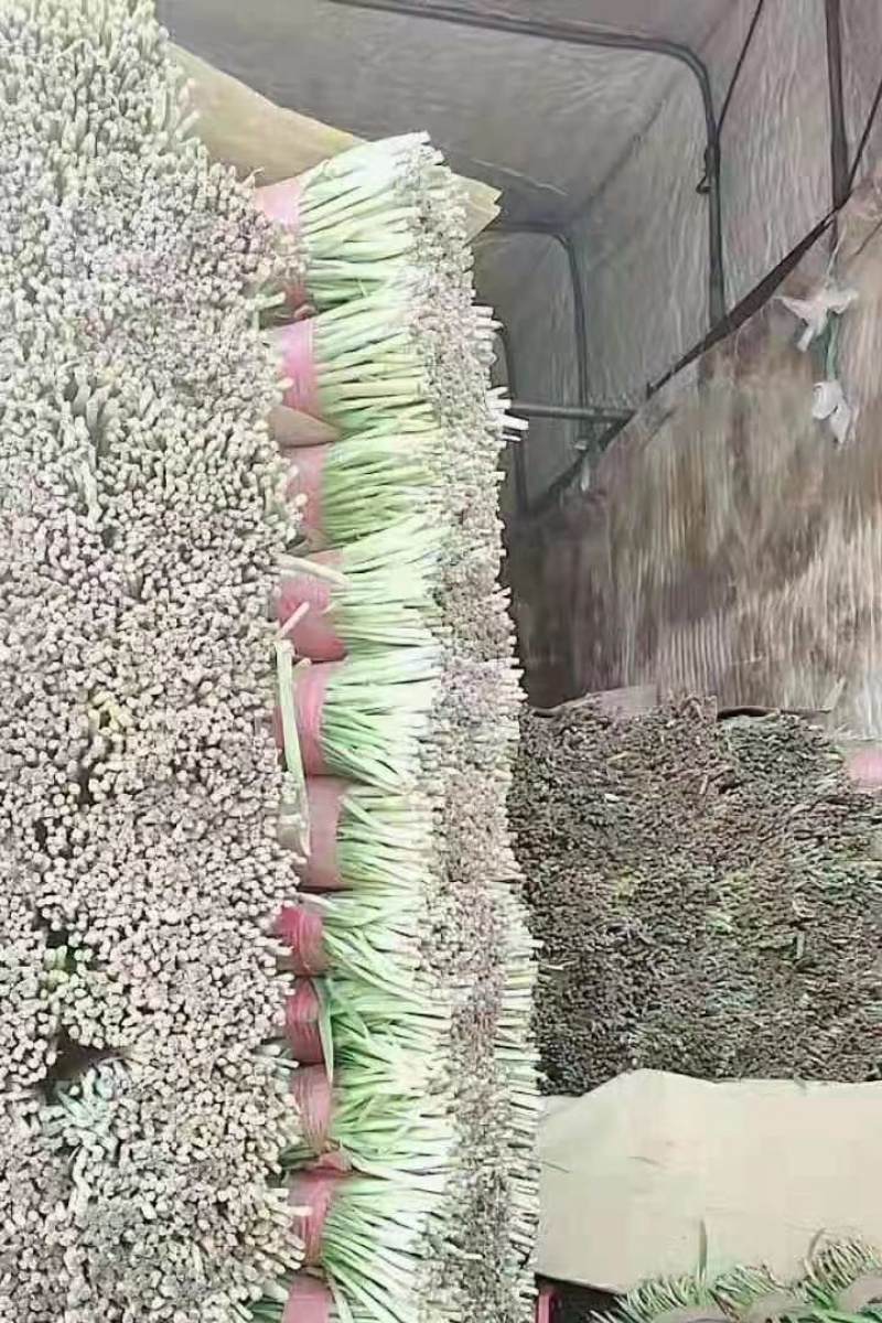 精品韭菜，诚信代办，产地直发，物美价廉。
